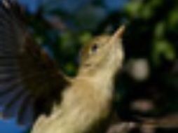 Una de las metas de la conferencia es establecer objetivos mensurables que reduzcan la tasa de extinciones. BIODIVERSIDAD.GOB.MX  /