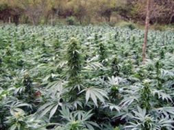 El Ejército Mexicano logró eliminar 176 plantíos de mariguana en Michoacán. EL UNIVERSAL  /