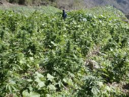 El gobierno de Estados Unidos aclara que seguirá con su lucha antidrogas aunque se legalice en California. ARCHIVO  /