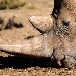 Países africanos de unen contra la caza furtiva del rinoceronte