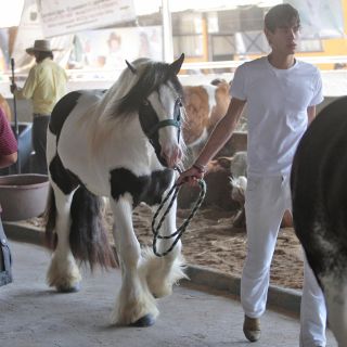 Entregan premios al Mérito Pecuario en la clausura de Expo Ganadera 2010