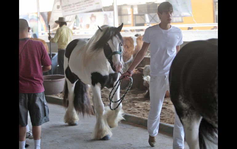 La muestra ganadera cumplió su objetivo de facilitar la vinculación de las organizaciones pecuarias con los estudiantes. S. NÚÑEZ  /