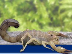 Según reportes, cada año ocurren más de 280 mil picaduras de alacranes en México. ESPECIAL  /