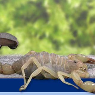 Crean antivenenos sin efectos secundarios en el paciente