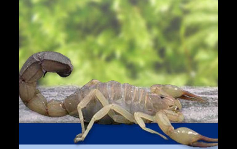 Según reportes, cada año ocurren más de 280 mil picaduras de alacranes en México. ESPECIAL  /