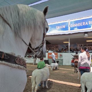 Reconocen esfuerzo de criadores en clausura de Expo Ganadera