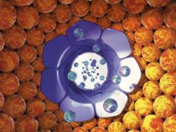 Whisstock dice que la proteína perforin, también podría atacar células sanas debido a una deficiencia del sistema inmunológico.ESPECIAL  /