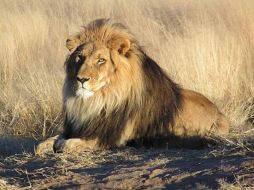 Kenia ha perdido 138 leones debido al envenenamiento en los últimos 10 años. ELMUND.ES  /