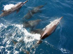 Japón tiene cuota anual de pesca de dos mil delfines. EFE  /