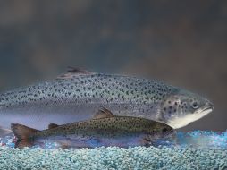 De momento esta proteína solo ha sido identificada en la trucha, salmón y el pez cebra. AP  /