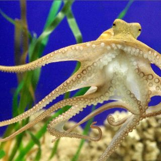 Pulpo Paul ya tiene sucesor