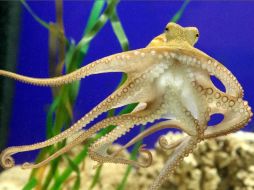 Presentaron al sucesor del pulpo Paul en el acuario de Oberhaussen, aunque aún no saben si también tiene dotes de adivinación. REUTERS  /