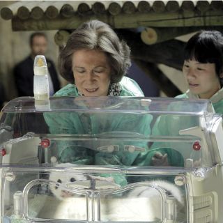 Oso panda es alimentado con biberón por una reina