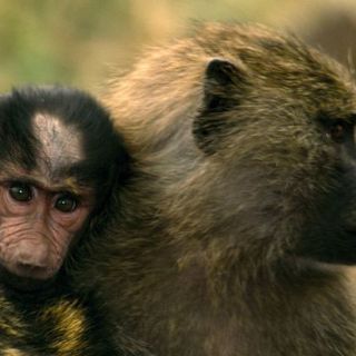 Las especies de fauna más traficadas en Ecuador