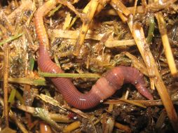 Las lombrices son gusanos muy beneficiosos para la tierra. ID  /