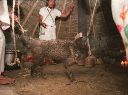 El jefe de los cazadores comenta que los jabalíes tienen demasiadas crÍa que con la caza no pueden darse abasto. ARCHIVO  /