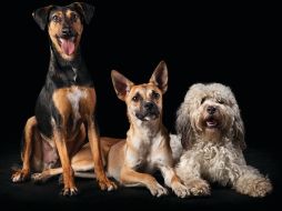 Cabe mencionar que ofrecer un buen entorno donde habite la mascota es también indispensable. AGENCIAS ID  /