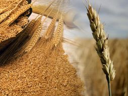 En revisión una segunda propuesta del desarrollo científico. Agencia ID  /