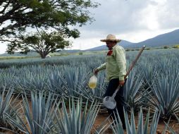 La Unidad de Referencia beneficiará, sobre todo, a los pequeños productores. E. BARRERA  /