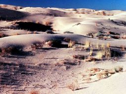 Kandil comenta que el objetivo es forestar un millón de kilómetros cuadrados. ARCHIVO  /