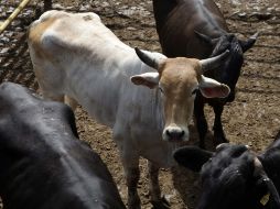 García Chávez puntualizó que el municipio de Guadalajara debería ser de los más interesados en sumarse al proyecto de Acatlán. ARCHIVO  /