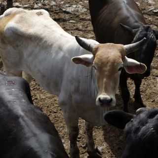 Todavía falta invertir 300 MDP en rastro de Acatlán: Seder