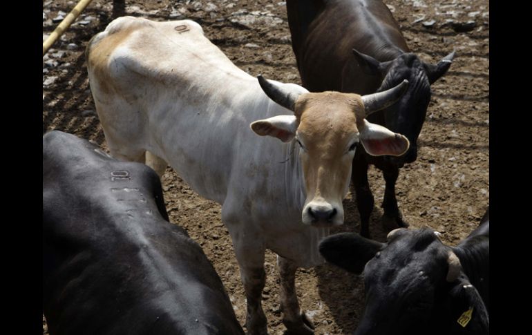 García Chávez puntualizó que el municipio de Guadalajara debería ser de los más interesados en sumarse al proyecto de Acatlán. ARCHIVO  /