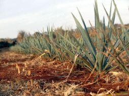 El uso de la biotecnología ayudará contra los problemas de plagas que afectan las condiciones fitosanitarias de los plantíos. ARCHIVO  /
