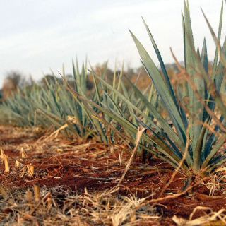 El agave tequilero debe romper su letargo tecnológico