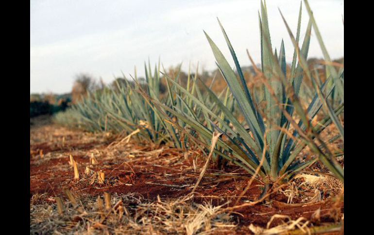 El uso de la biotecnología ayudará contra los problemas de plagas que afectan las condiciones fitosanitarias de los plantíos. ARCHIVO  /