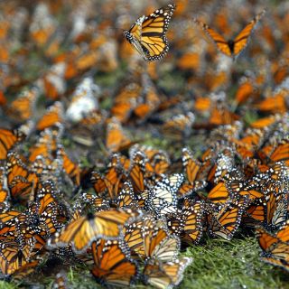 Sin afectaciones mariposa monarca por bajas temperaturas