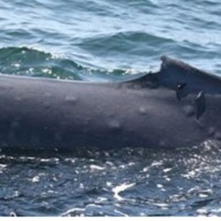 Menor capa de ozono parece provocar quemaduras en ballenas