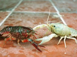 Los científicos creen que aún así no es seguro que este animal no tenga un efecto negativo en el ecosistema. EFE  /