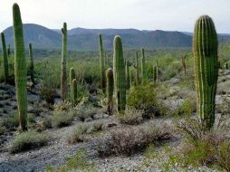 El hallazgo se realizó en el kilómetro 10 de la carretera Puerto Peñasco-Carboca. ARCHIVO  /