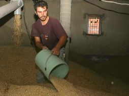 Acelgas, cebollas  y especies medicinales, entre otros, forman parte de la agricultura urbana que ya se cosecha en la ZMG. ARCHIVO  /