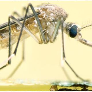 Mosquitos mutantes contra el dengue