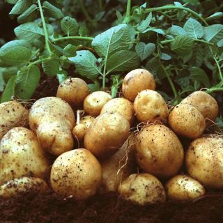 Se exige mayor análisis sobre el riesgo de los transgénicos