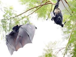 El murciélago de herradura pequeño ronda los cinco gramos de peso. EFE  /