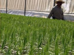 La demanda anual de hule a nivel nacional es de 90 mil toneladas. ARCHIVO  /