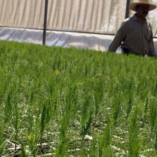 Avanza proyecto para cultivar 20 mil hectáreas de hule