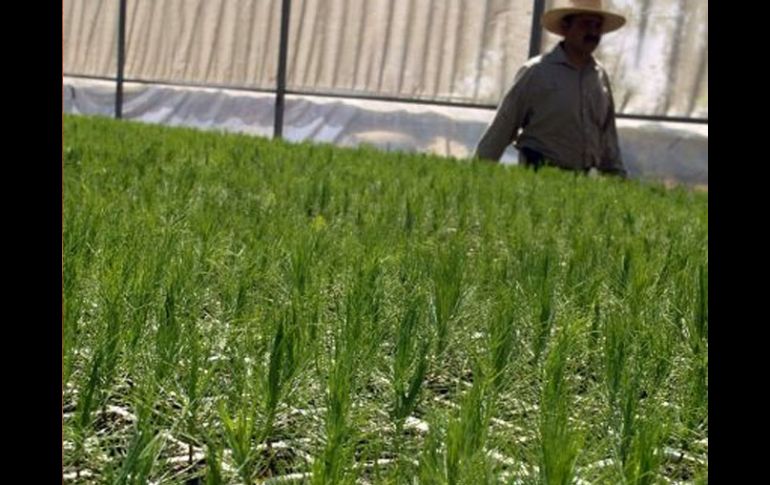 La demanda anual de hule a nivel nacional es de 90 mil toneladas. ARCHIVO  /