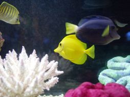 El jardín de peces cuenta con una gran gama de coloridos entre ellos los fluorescentes. ARCHIVO  /