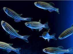 Los peces expuestos son raros y desconocidos para la mayoría de las personas. EFE  /