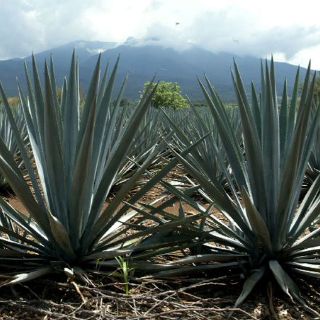 Plasman amplia variedad natural de México en el mapa de Agave