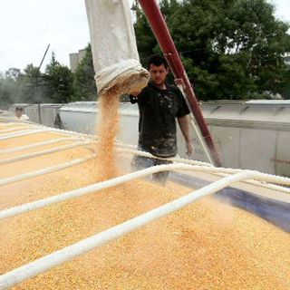 Pobreza, principal enemigo del maíz nativo mexicano