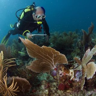 Corales mexicanos pierden color por el efecto invernadero