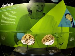 La muestra abrirá al público el próximo 20 de noviembre. EFE  /