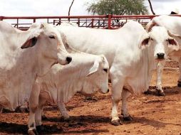 El CAP espera que el monto ayude a mejorar la productividad del sector. ARCHIVO  /