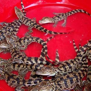 Resucita especie de cocodrilo casi extinta