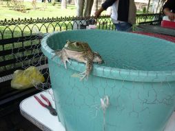 Las granjas de ranas, una muestra de producción de alimentos en espacios urbanos en Tlaquepaque. S. MALDONADO  /
